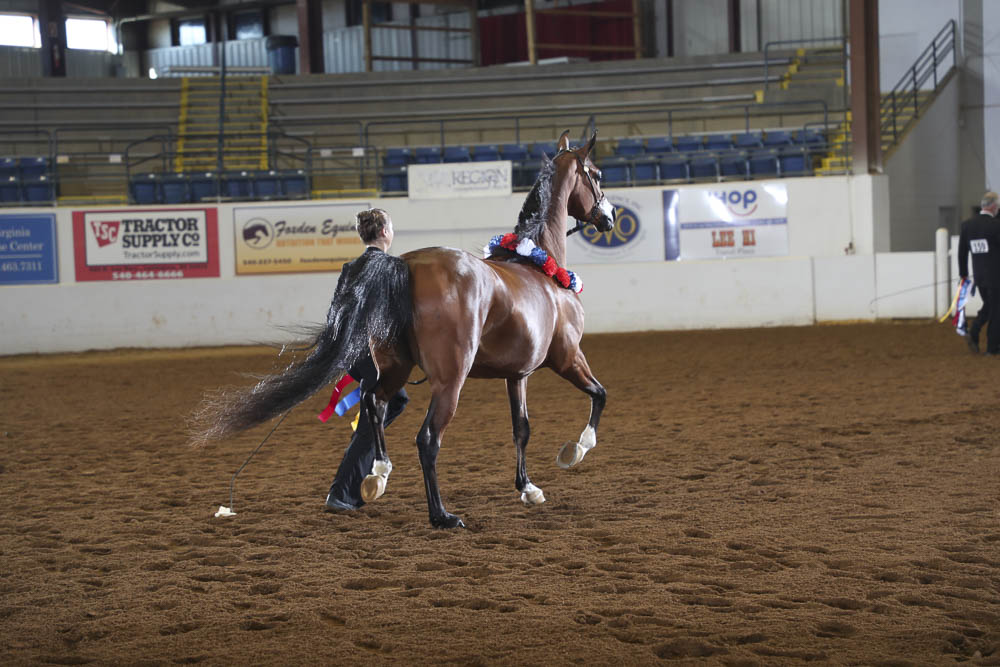 Horse Shows 2020 2024 Farm and Horse Shows 2020 Region 15