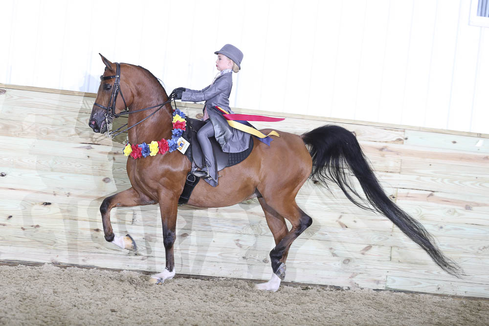 Horse Shows 2020 2024 Farm and Horse Shows 2021 Region 13