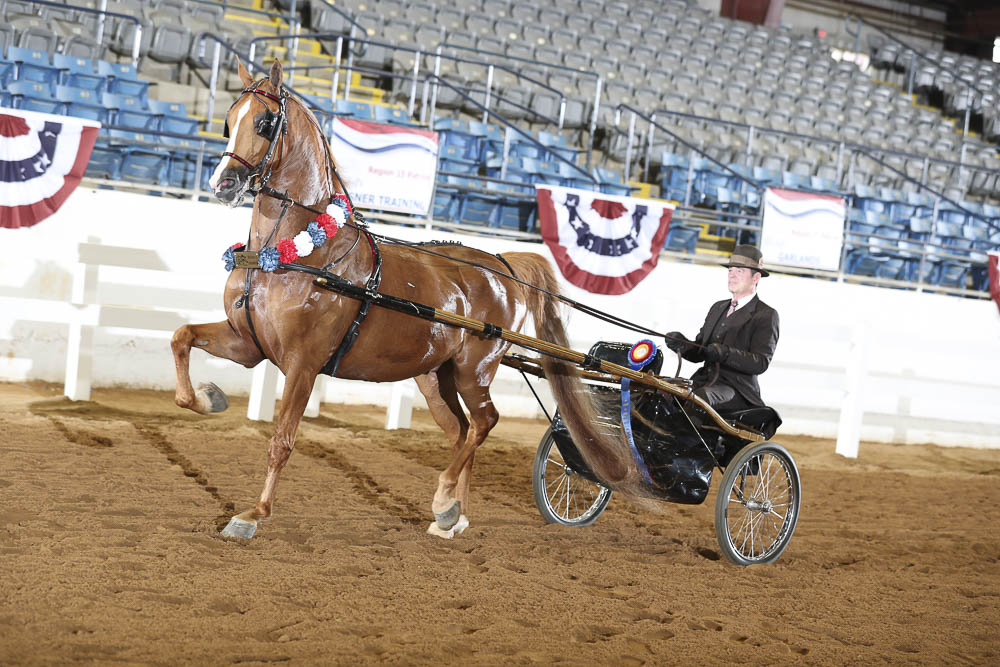 Horse Shows 2020 2023 Farm and Horse Shows 2021 Region 15 Championships PB & HA Driving