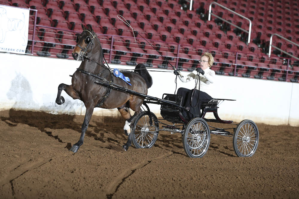 Horse Shows 2020 2024 Farm and Horse Shows 2021 ASHAM Fall Show