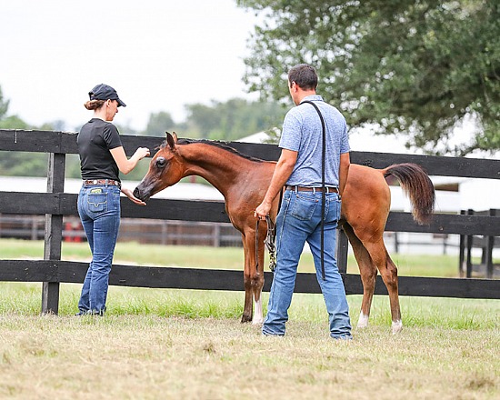 Krohn Show Horses - Sept 2024
