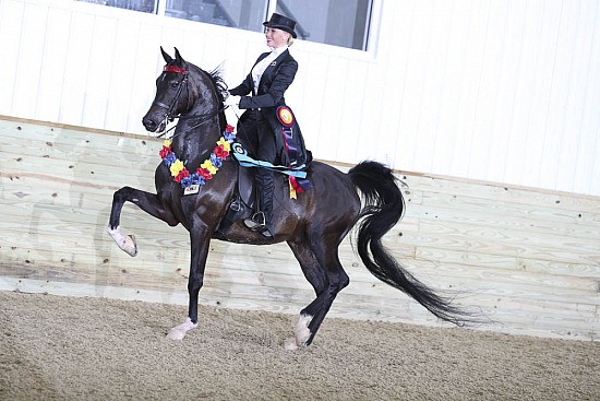 Equitation-Horsemanship-Showmanship