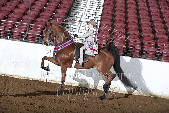 W-T Equitation, Any Seat, 11 & Under