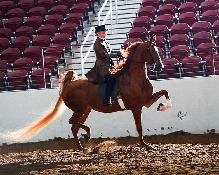 Horse Shows - 2020 - 2024 Farm and Horse Shows - 2021 ASHAM Fall Show ...