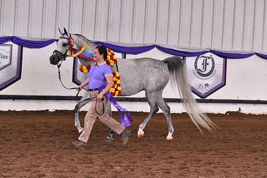PB & HA Sport Horse In Hand Dressage Type
