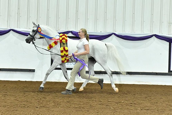 PB Sport Horse In Hand Dressage and Hunter Type