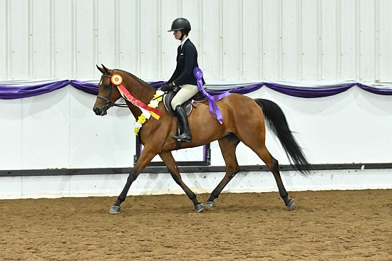 PB & HA Sport Horse Under Saddle