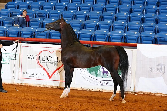 PB Halter