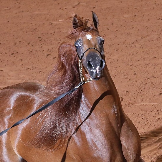 HA Halter