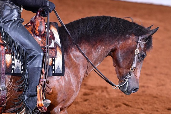 PB & HA Horsemanship
